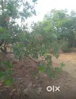 8 Acre Land(Direct Owner)