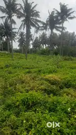17 cent plot for sale facing sea near Manthra,Edava,Trivandrum,Kerala