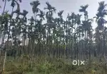 25 ACKRS ARECANUT ESTATE FOR SALE