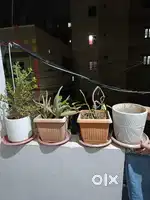 Chair,Cooler,Fan,Pots with plants