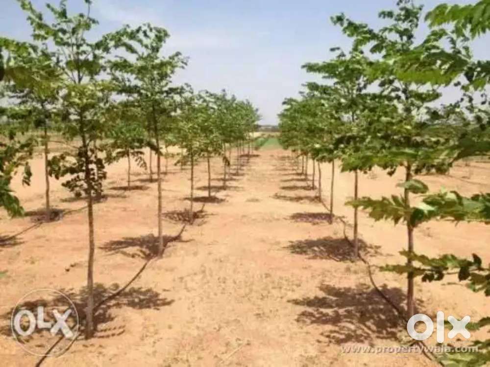 Half acre agriculture lands for sale in Chittoor