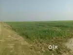 Open plate Baghagara gk hibhe  20 miter hai 9 dismil petrol pump near