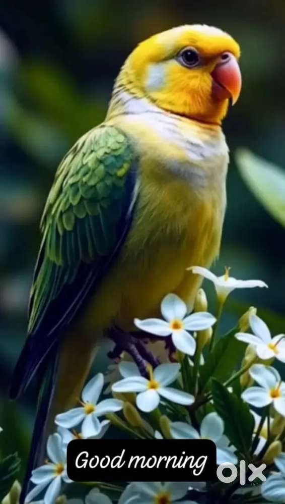 Wanted 1bhk house for lease in shimoga