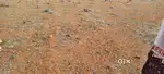 Agriculture land for sale