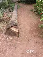 Coconut tree log