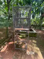 Birds cage