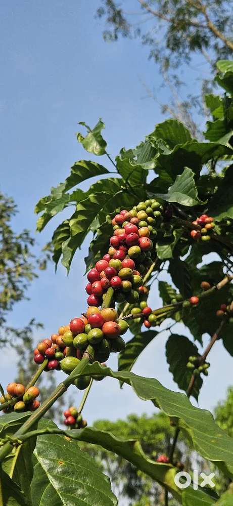 62 cent at kattikulam wayanad