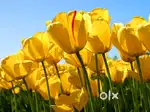 Plots available in new chandigarh