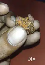 Original ek Mukhi Rudraksh