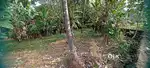 20 cent Land for Sale Near Cochin International Airport (Nayathode )