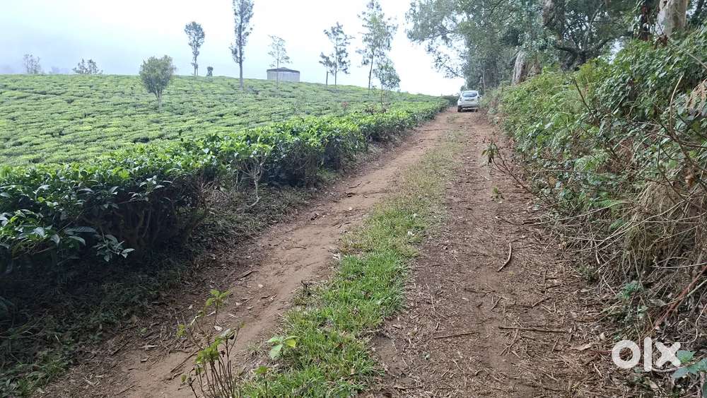 1 acer tea estate 20km from Coonoor .
