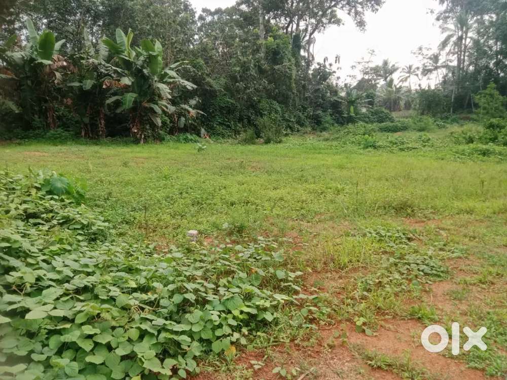 കുറ്റിക്കൽ 10 cent house plot. 1.lakh. cent.