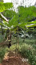 70 cent river front residential land for sale at Pathanamthitta.
