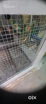 Pinzra de nal Birds vi nal sell kr niya jiss ne karidniya ohi msg kre