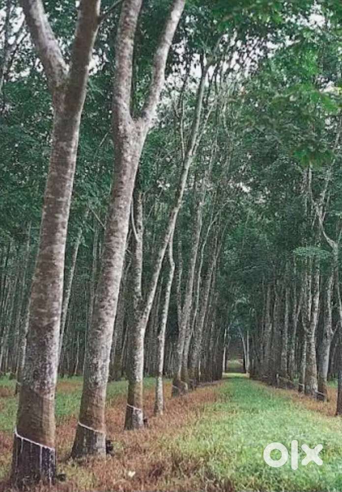 നെല്ലിക്കുന്നം മഞ്ഞകോട്ട് കൊണം