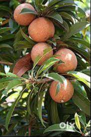 House plot near NH in Panagudi