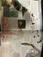 Animal Encyclopedia