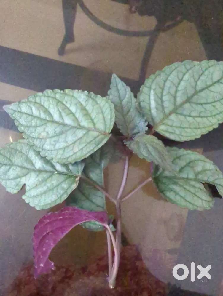 Medicinal plant