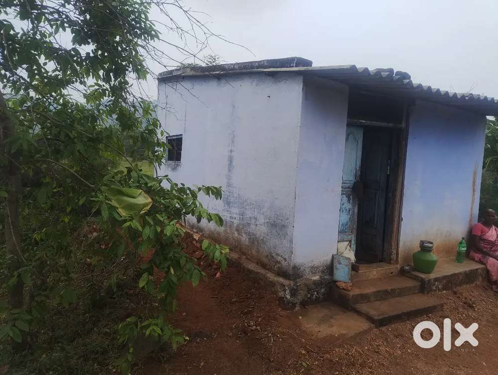 My house ant lant sale