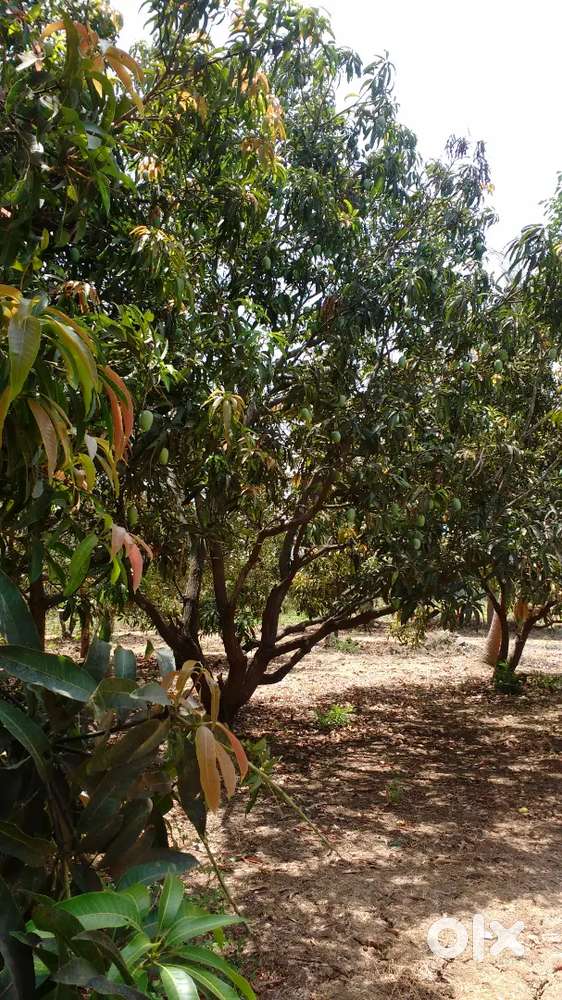 Clear property Agriculture land for sale