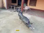 Kami nahi hai