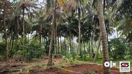 2.20 Acres farmland for sale in Velanthavalam, Palakkad