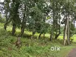 मैकल पर्वत, विध्यांचल पर्वत से घिरा हुआ, अमरकंटक में जमीन
