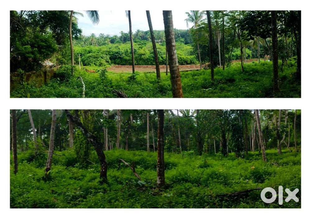 Residential Land, Pariyaram Kannur