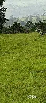 114 Gunta Agriculture open land sale