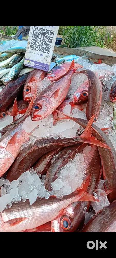 Fish Thattil Nikkan Aale avasyamund