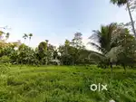 Roadside Myadi patta land for sale at Nimonghar,Charaideo