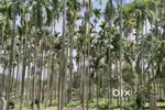 Areca Nut Farm Land For Sale