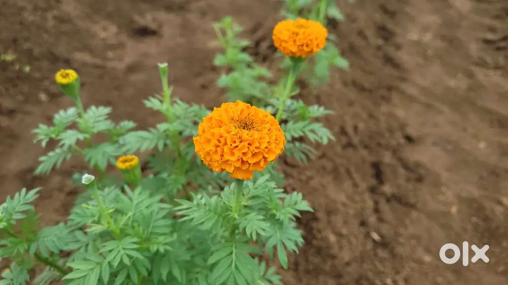 MeriGold Flower
