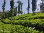 Tea Plantation Resort Land for Sale in Periya, Wayanad