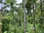15 CENT HOUSE PLOT FOR SALE IN KOYILERI, MANANTHAVADY