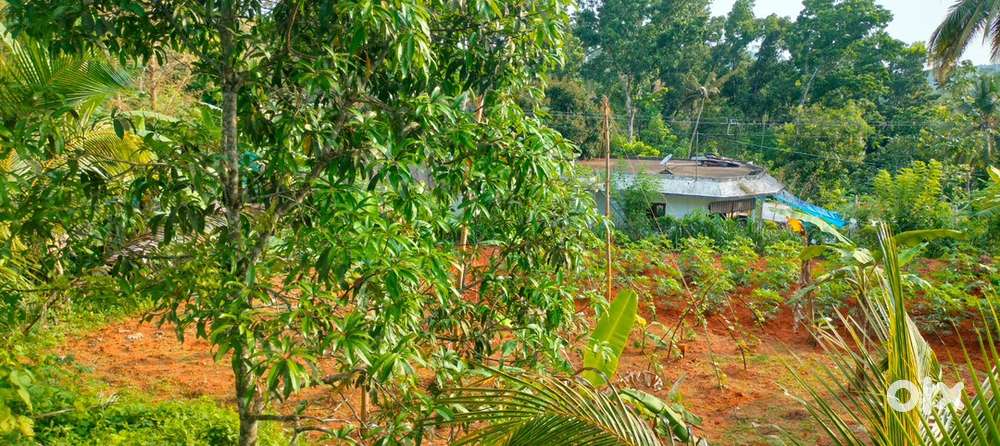 vennikulam(pathanamthitta.). 20 cent