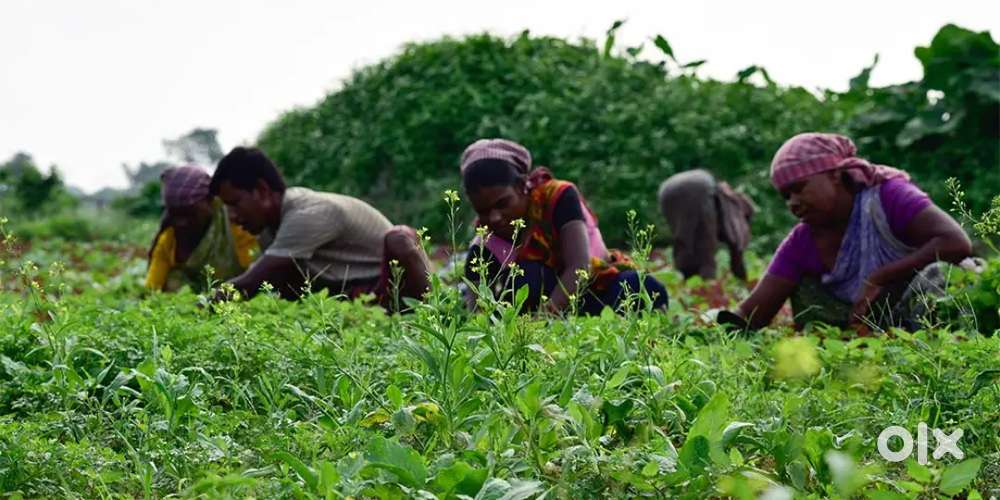 No qualification no age gardener job, Swamiyarmadam sk nursery garden