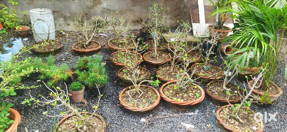 Plants for sell bulk contety