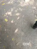 Allahabad University se 1 kilometer ki duri per