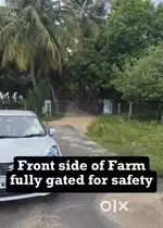 Coconut farmland in Dindigul