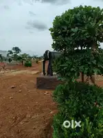 Tuda approved open plots starting from 7 lakhs