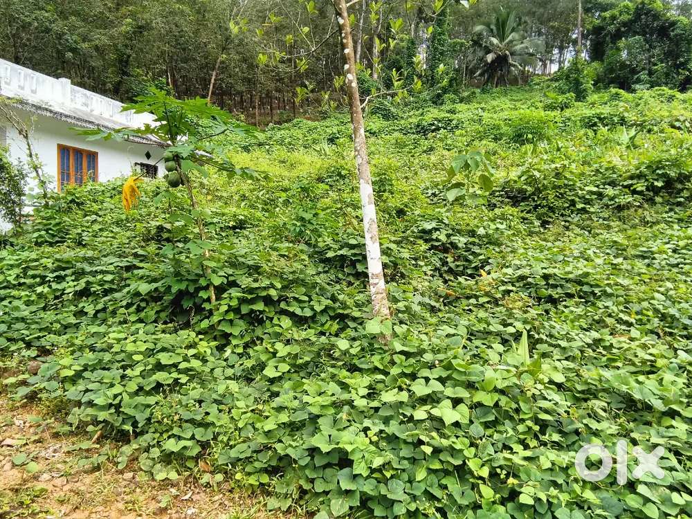 Edamaruk, pala 80 cent