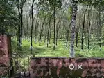 1.85 Acre Rubber Plantation