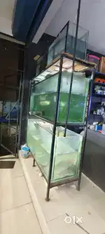 Aquarium fish pets