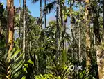 Resort land for sale Near Banasura sagar dam,Wayanad