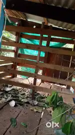 Goat shed with space for two