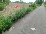 On road 6 bigha agriculture land in jahangirpur jewar near airport