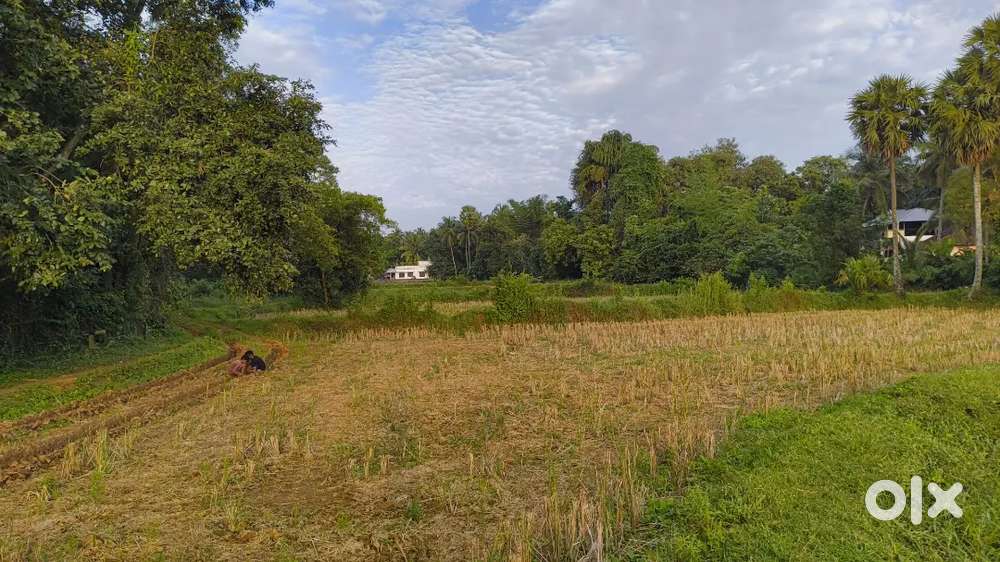 Land for sale in Mathur,Palakkad