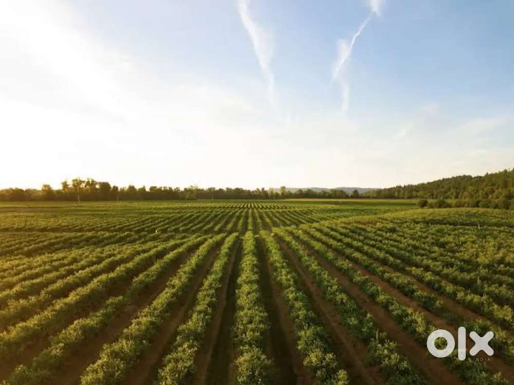 6.05 bigha land for sale opposite 5 star resort