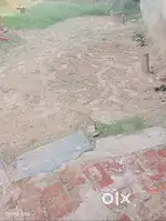Plot for sale in haileymandi
